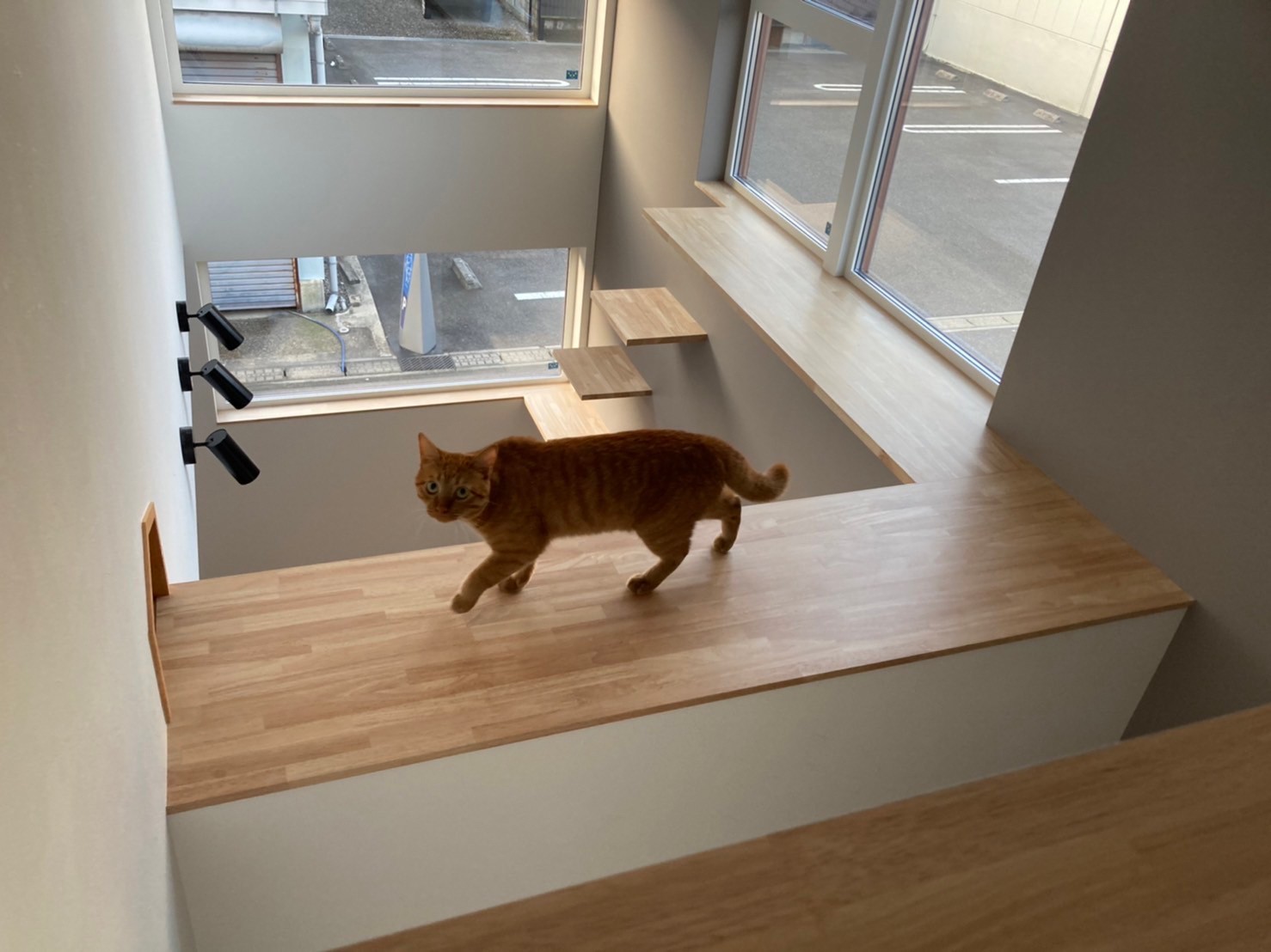 猫と住む家~猫がのびのび暮らせる工夫の間取り~引越し後の実例 | (株)中里工務店